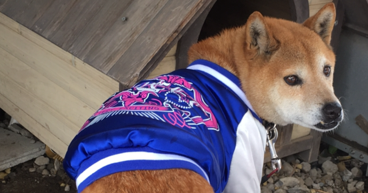 犬はご主人様の車のエンジン音も覚えている