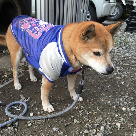 レオン